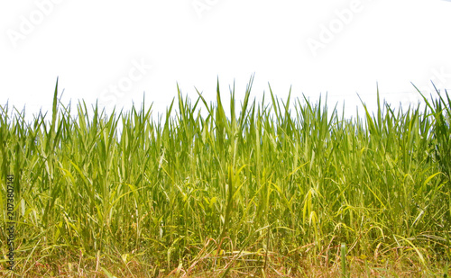 Beautiful patch of vibrant green grass, separated on transparent background, realistic foliage and ground cover
