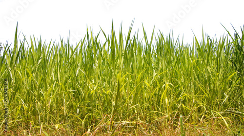 Long strip of lush green grass, isolated on transparent background, fresh natural border, detailed lawn texture