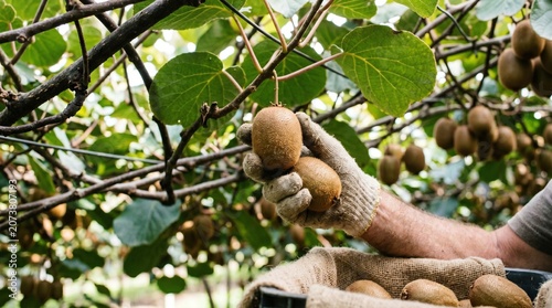 Farmer harvesting fresh ripe kiwi fruits in an orchard