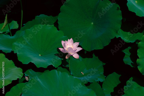 Pink lotus flower on dark pond with green leaves