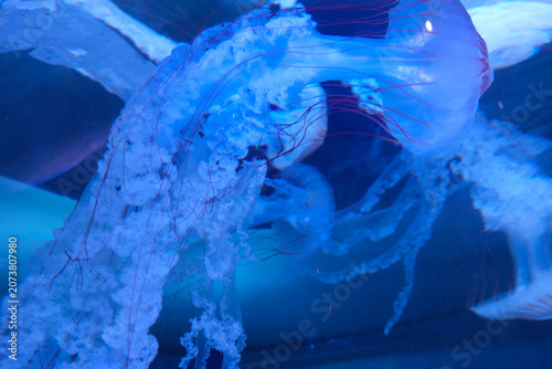 Glowing jellyfish in blue underwater scene