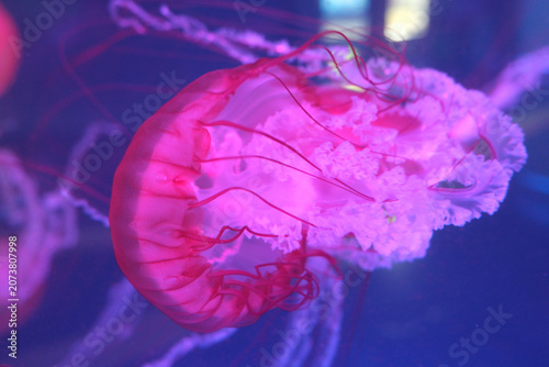 Glowing pink jellyfish underwater