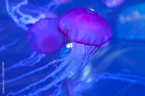 Glowing jellyfish in blue underwater scene