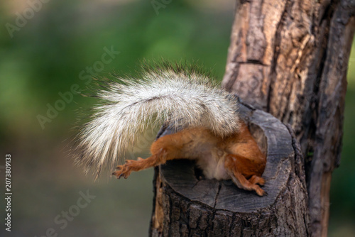 Back view of a cute red squirrel with a long fluffy tail diving into a natural hole in a tree trunk. Amusing close-up of a common squirrel crawling inside a hollow tree, showing its hind legs and tail