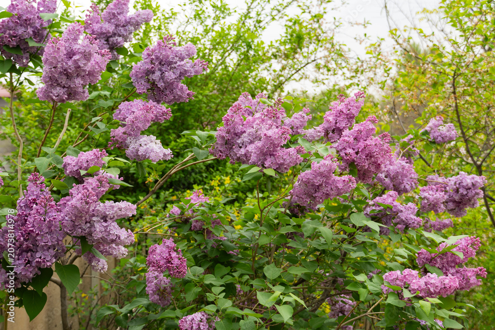 Obraz premium Blooming Purple Lilac Flowers in Spring Garden