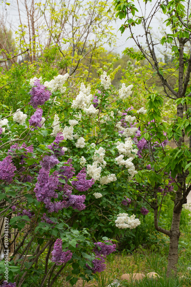 Obraz premium Purple and White Lilac Blossoms in Spring Garden