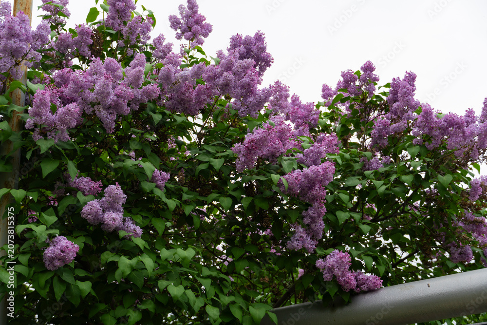 Obraz premium Blooming Purple Lilac Flowers in Spring Garden