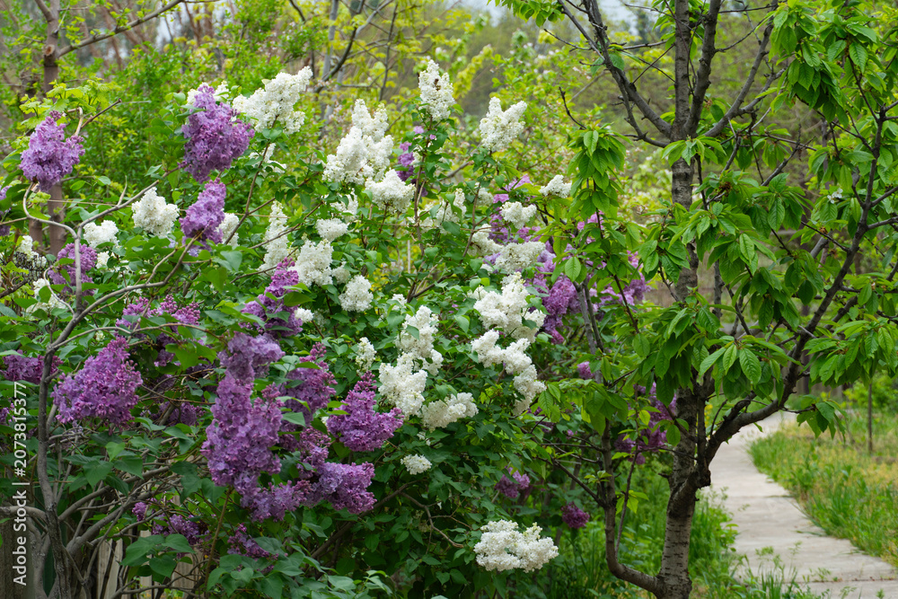 Obraz premium Purple and White Lilac Blossoms in Spring Garden