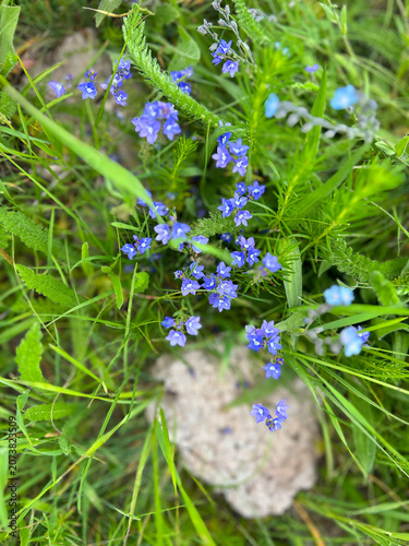Blue Wildflowers in Green Meadow Macro Close Up