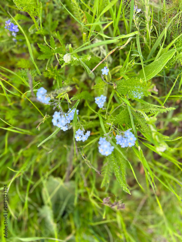 Tiny Light Blue Wildflowers Growing in Green Meadow