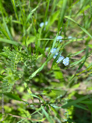 Tiny Light Blue Wildflowers Growing in Green Meadow