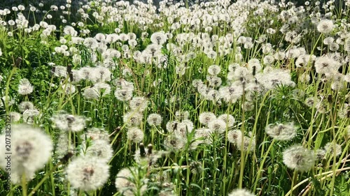 Dense field of dandelion seed heads swaying in wind on bright sunny summer day