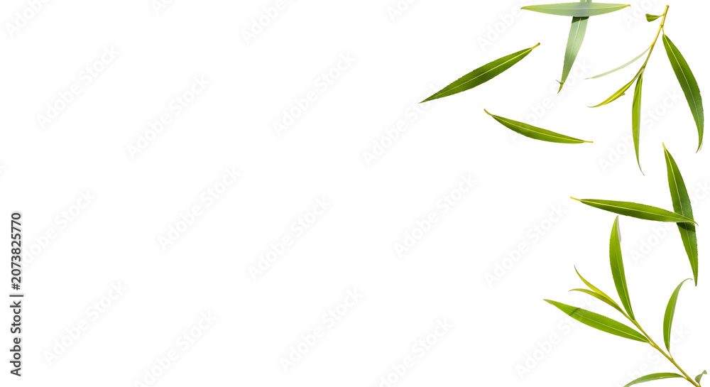 Naklejka premium Fresh green willow leaves and a small branch with foliage arranged on a transparent background, creating a natural organic design