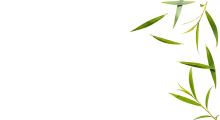 Fresh green willow leaves and a small branch with foliage arranged on a transparent background, creating a natural organic design