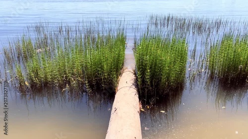 Water horsetail plants growing densely along a river corridor with log in the foreground on a sunny day