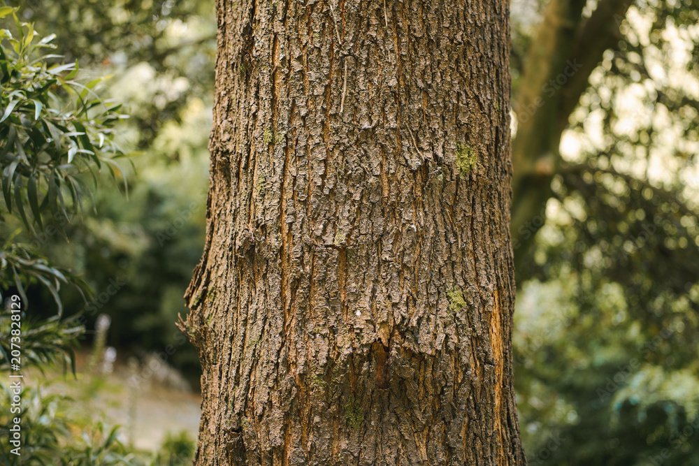Fototapeta premium Rough tree bark closeup in natural sunlight