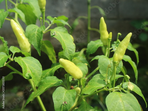 Obraz na płótnie Homegrown spicy green chilies maturing on a small plant inside a backyard garden under bright daylight