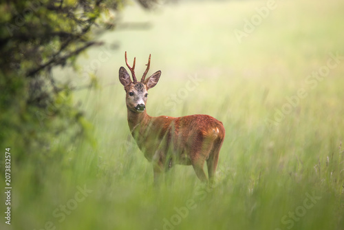 Quadro su tela roe deer in the grass