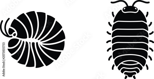 Bild auf Leinwand black and white illustration of nautilus and pill bug  simple animal designs
