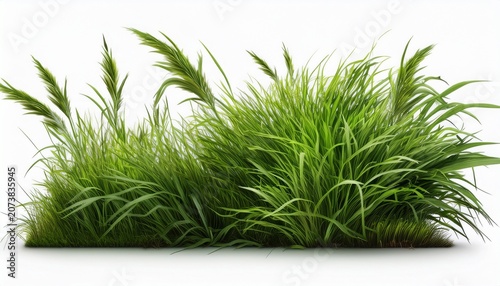 Grass On White Background Highly Detailed Wild Grass Patches Isolated On White Background Realistic Natural Vegetation Texture With Sharp Quality For Landscape Design