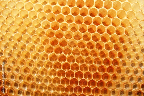 Empty natural honeycomb showcasing perfectly formed hexagonal beeswax cells. The intricate geometric structure demonstrates the remarkable engineering of honey bees and serves an excellent background