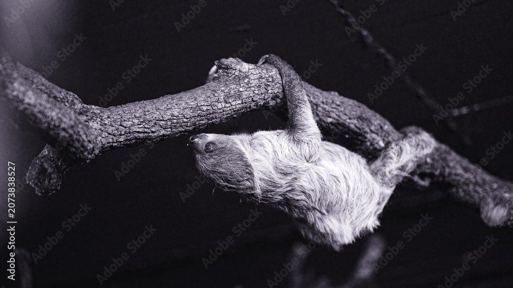 Fototapeta premium Sloth hanging from tree branch in nature