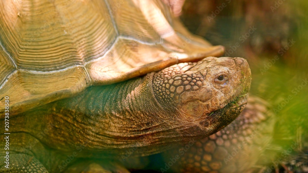 Obraz premium African spurred tortoise close up outdoors enjoying nature