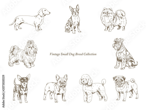 Photos Vintage Small Dog Breed Collection, Hand Drawn Engraving Style Illustration Set