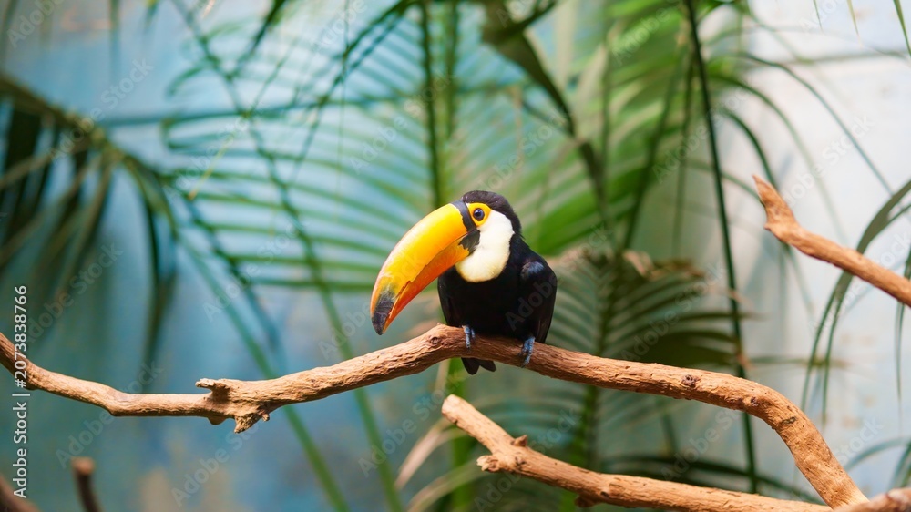 Obraz premium Toco toucan bird resting on a branch in tropical habitat