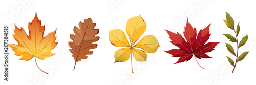 Set of autumn leaves on a white background. Vector illustration.
