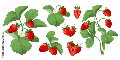 Set of strawberry plants, leaves, and berries. Vector illustration.

