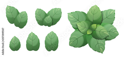 A set of mint leaves on a white background. Herbs. Vector illustration.
