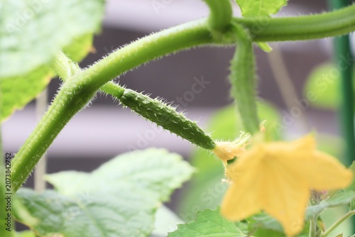 Obraz na plátně 黄色い花と実をつけ始めたキュウリ。家庭菜園や野菜栽培、夏野菜の成長をイメージした写真素材。