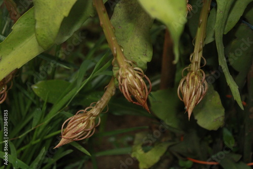 Queen of the Night (Epiphyllum oxypetalum) Flower Buds Before Blooming at Night