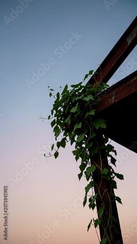 Vine Hanging From Rooftop At Dusk.