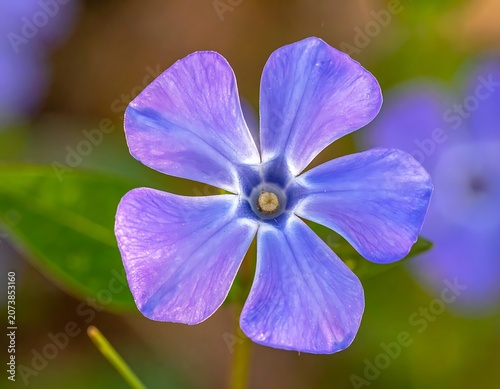 Close-up of purple flower petals.