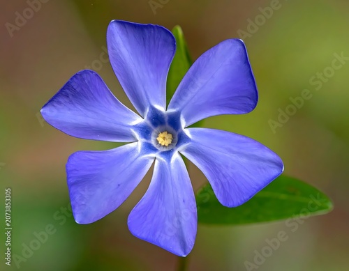 Beautiful Purple Flower in Bloom Nature.