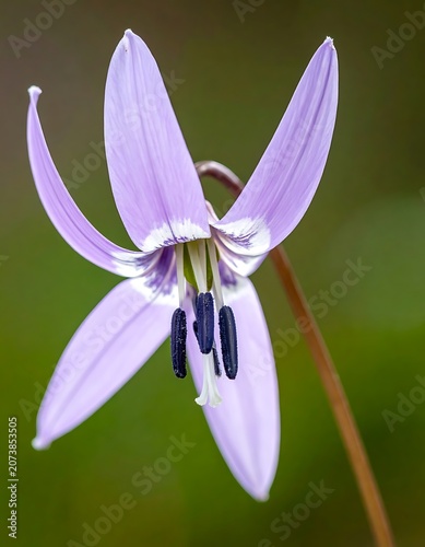 Close-up of purple flower petals.