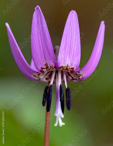 Vibrant Purple Flower in Bloom Nature.