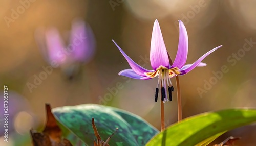 Beautiful pink wildflower in bloom outdoors.