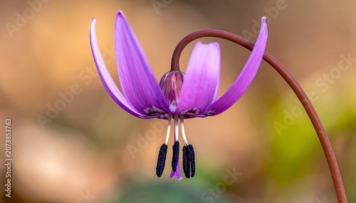 Close-up of purple flower blooming.