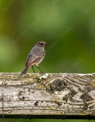 Small bird perched on wooden beam.