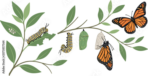 Konstfotografi Monarch Butterfly Metamorphosis Diagram Vector Set on Green Milkweed Branch Show