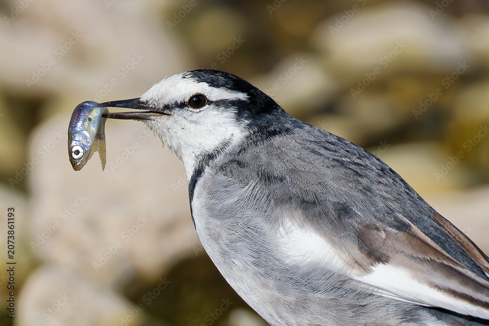Fototapeta premium 魚を捕まえるハクセキレイ(White Wagtail)の雄