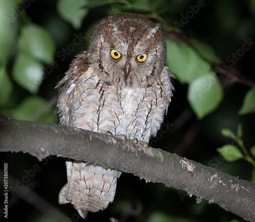 Eurasian scops owl with intense yellow eyes on a tree branch at night