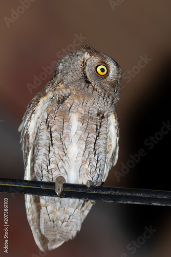 Urban Eurasian scops owl perched on an electric cable at night