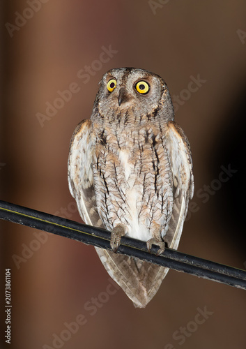 Surprised urban Eurasian scops owl perched on a power cable at night