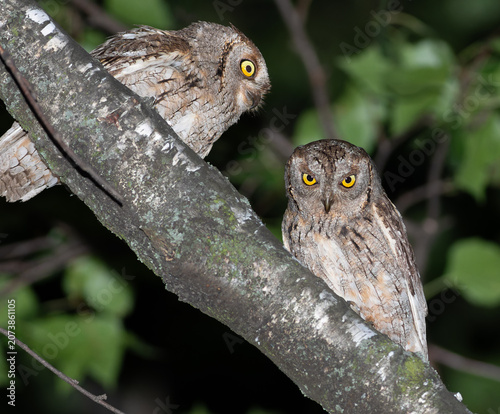 Two Eurasian scops owls perched together on a tree branch at night