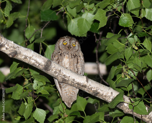 Surprised Eurasian scops owl perched on a birch tree branch at night