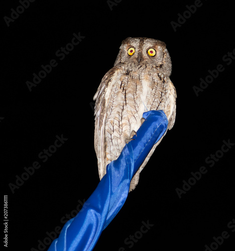 Eurasian scops owl on Ukrainian flag background concept